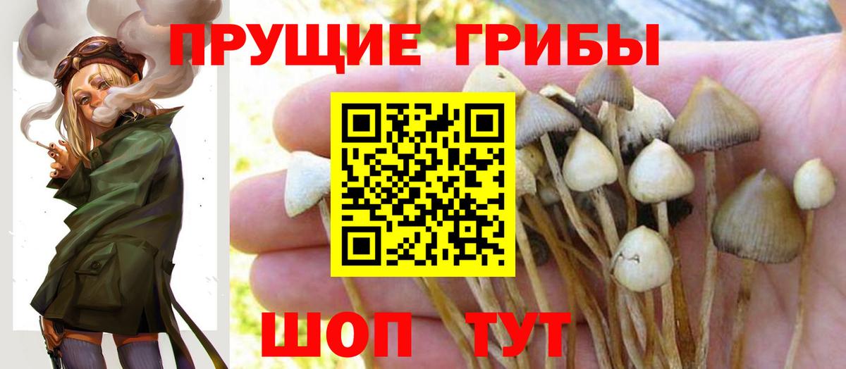 Псилоцибиновые грибы мицелий Бузулук
